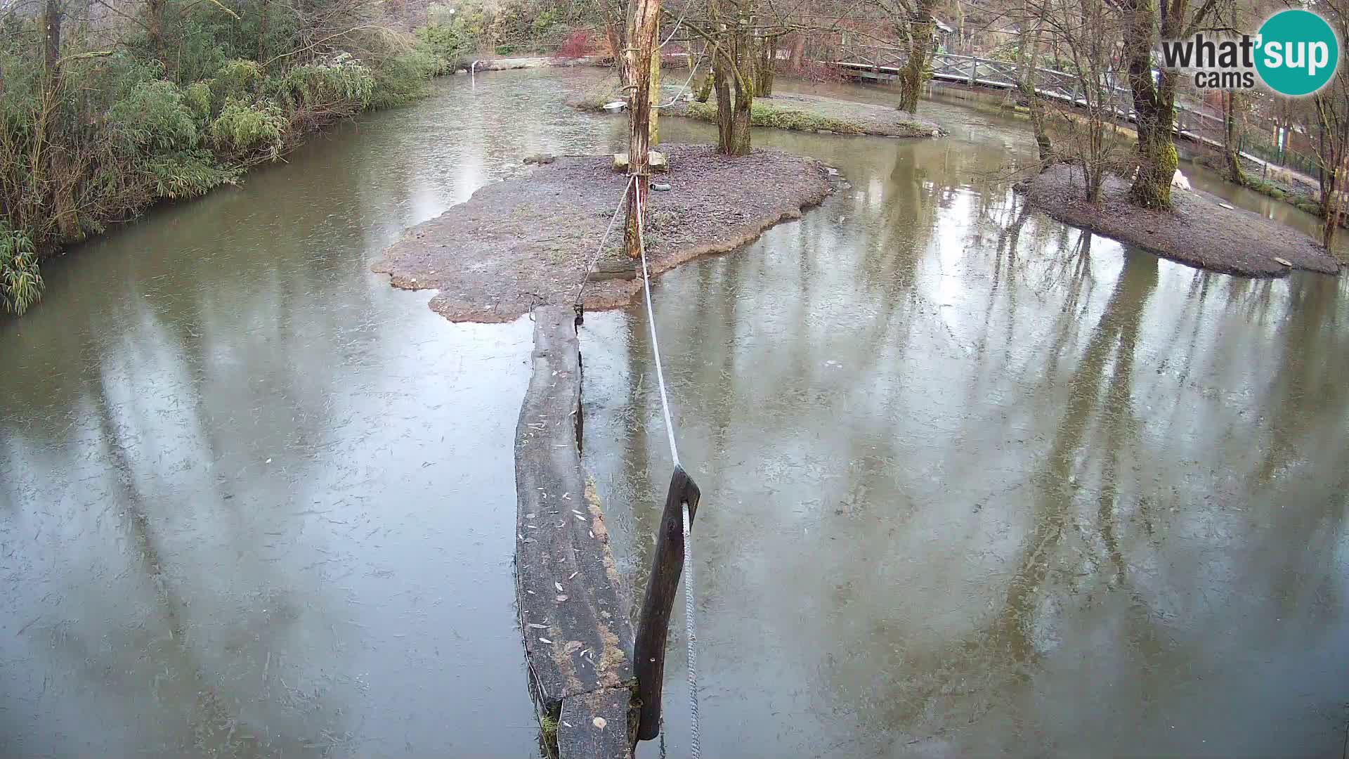 Schwarzweiße Vari Zoo Ljubljana webcam