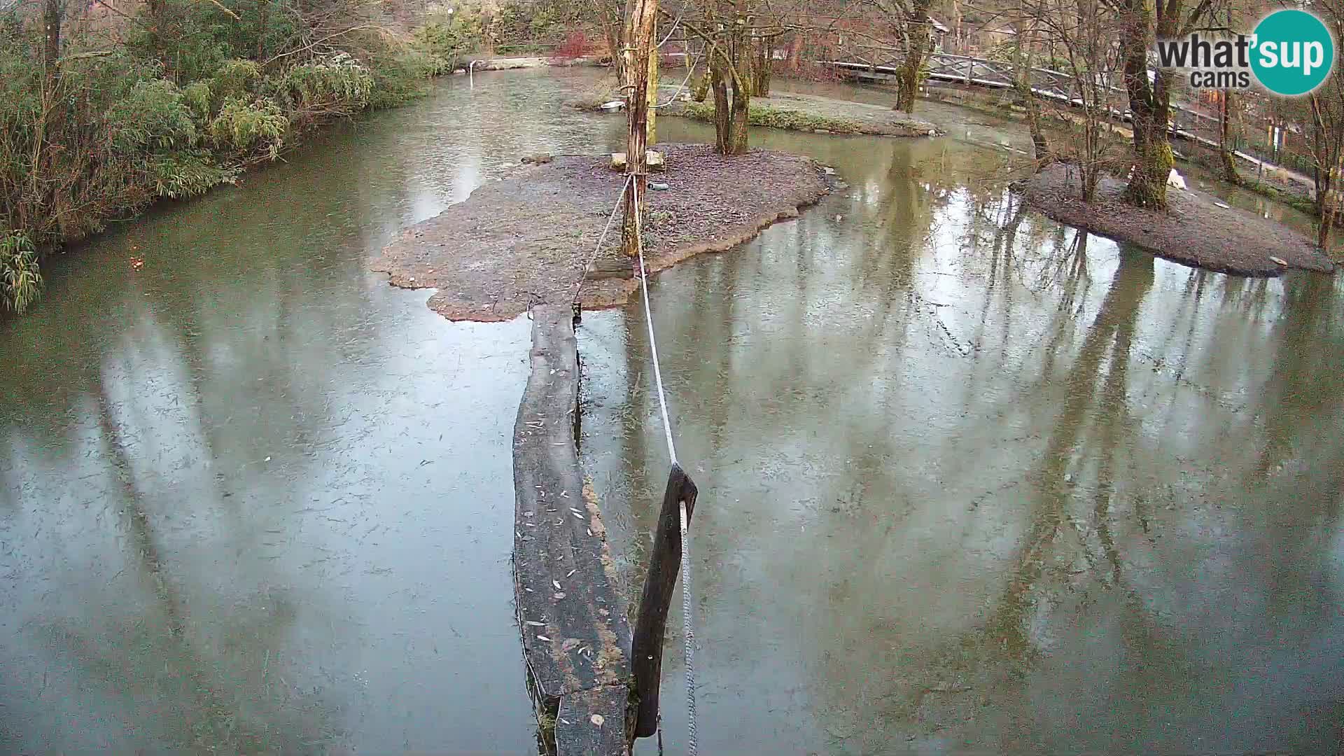 Black and white ruffed lemur Ljubljana Zoo live cam