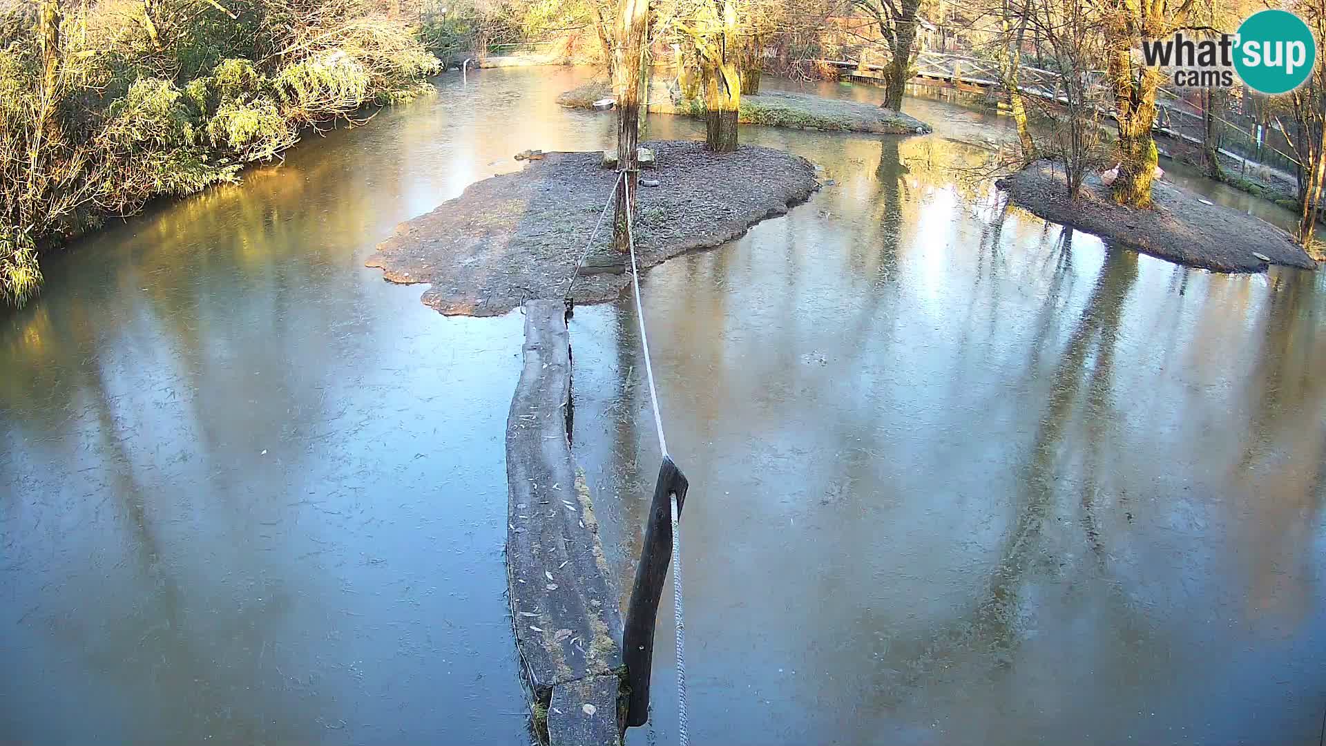 Vari noir et blanc – Ljubljana ZOO  livecam