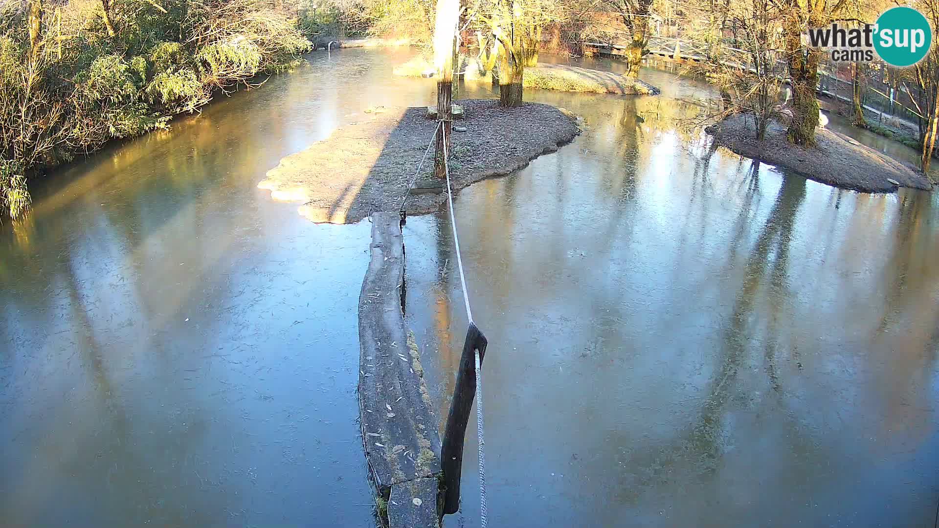 Vari bianconero Zoo Ljubljana webcam