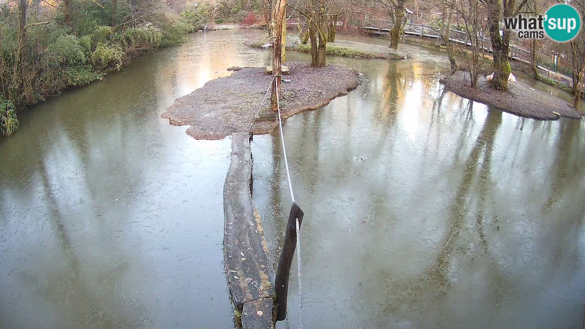 Navadni vari u živo – Ljubljana zoo