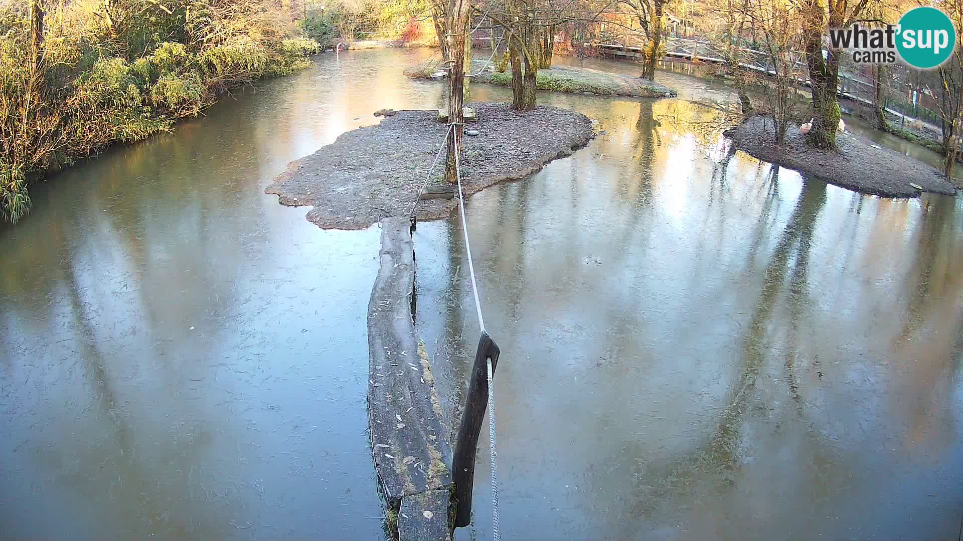 Lémur rufo blanco y negro – Ljubljana Zoo en vivo