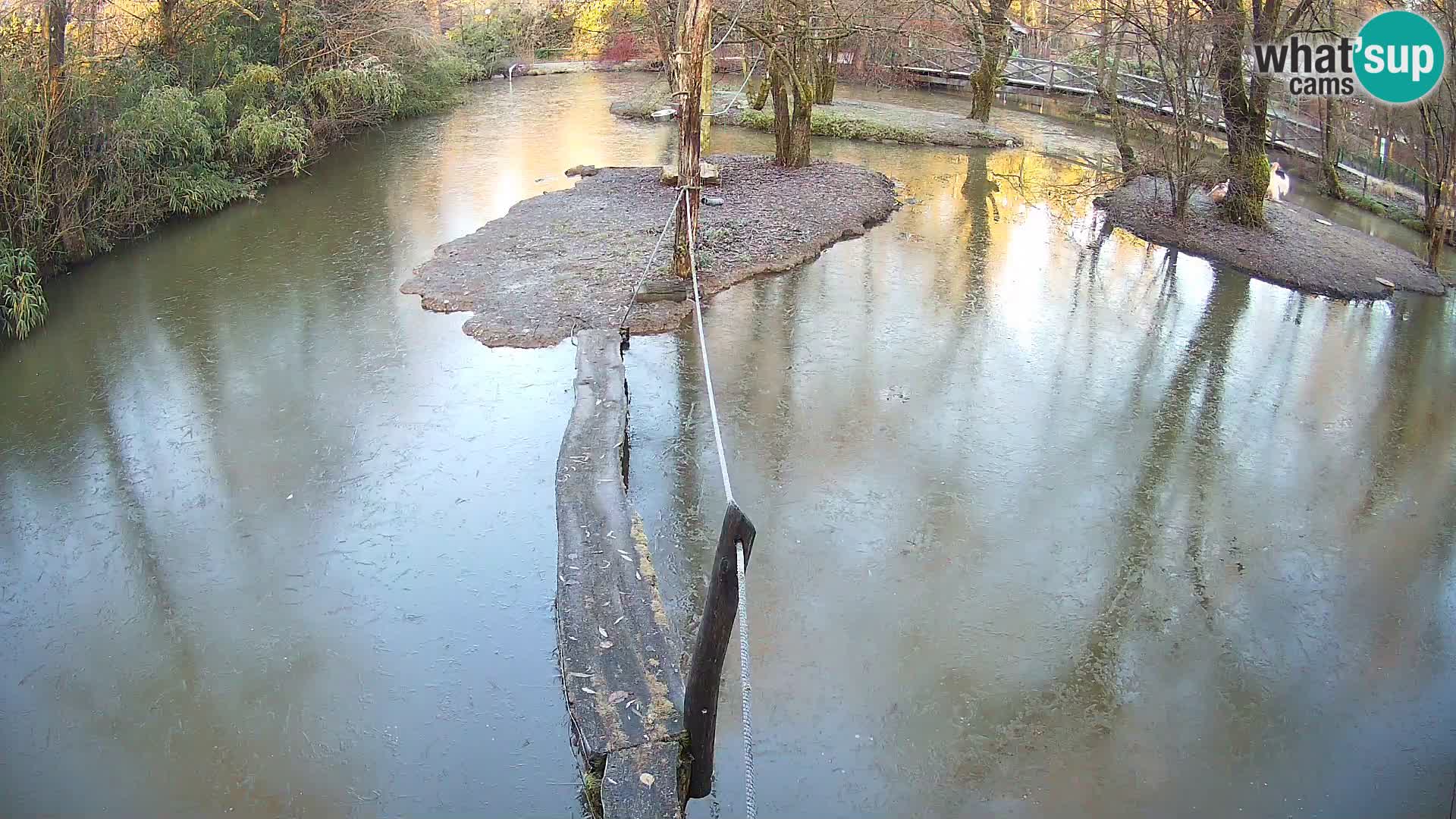 Vari bianconero Zoo Ljubljana webcam