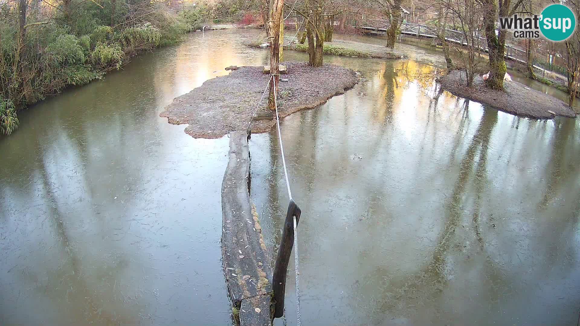 Schwarzweiße Vari Zoo Ljubljana webcam