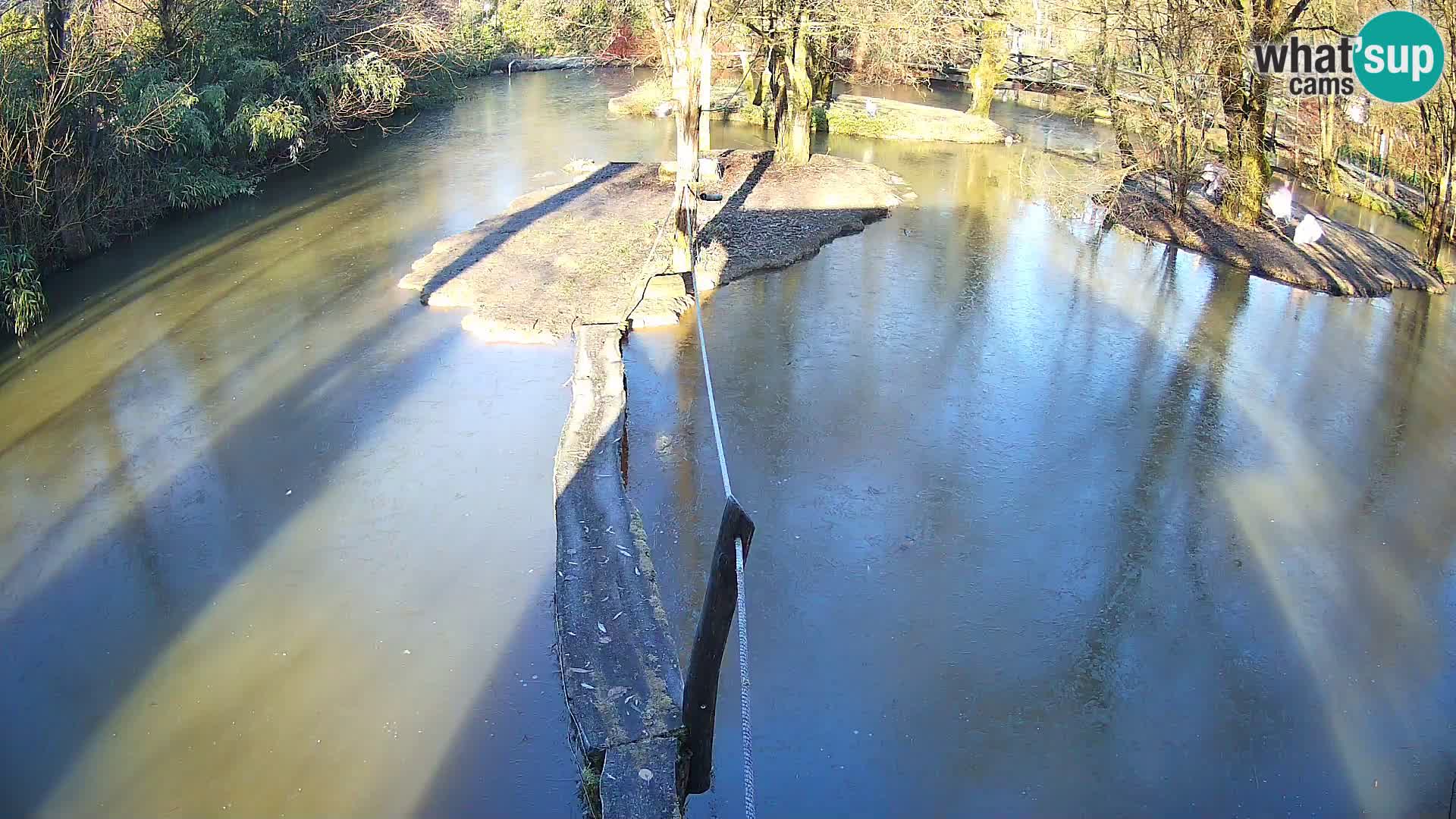 Vari noir et blanc – Ljubljana ZOO  livecam