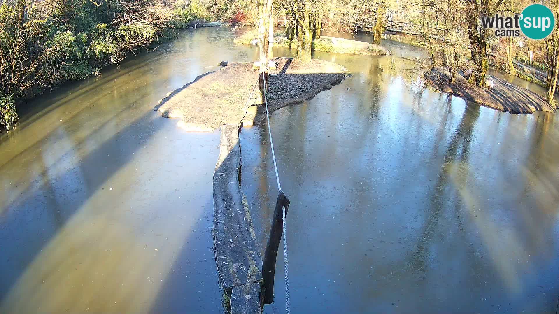 Vari noir et blanc – Ljubljana ZOO  livecam