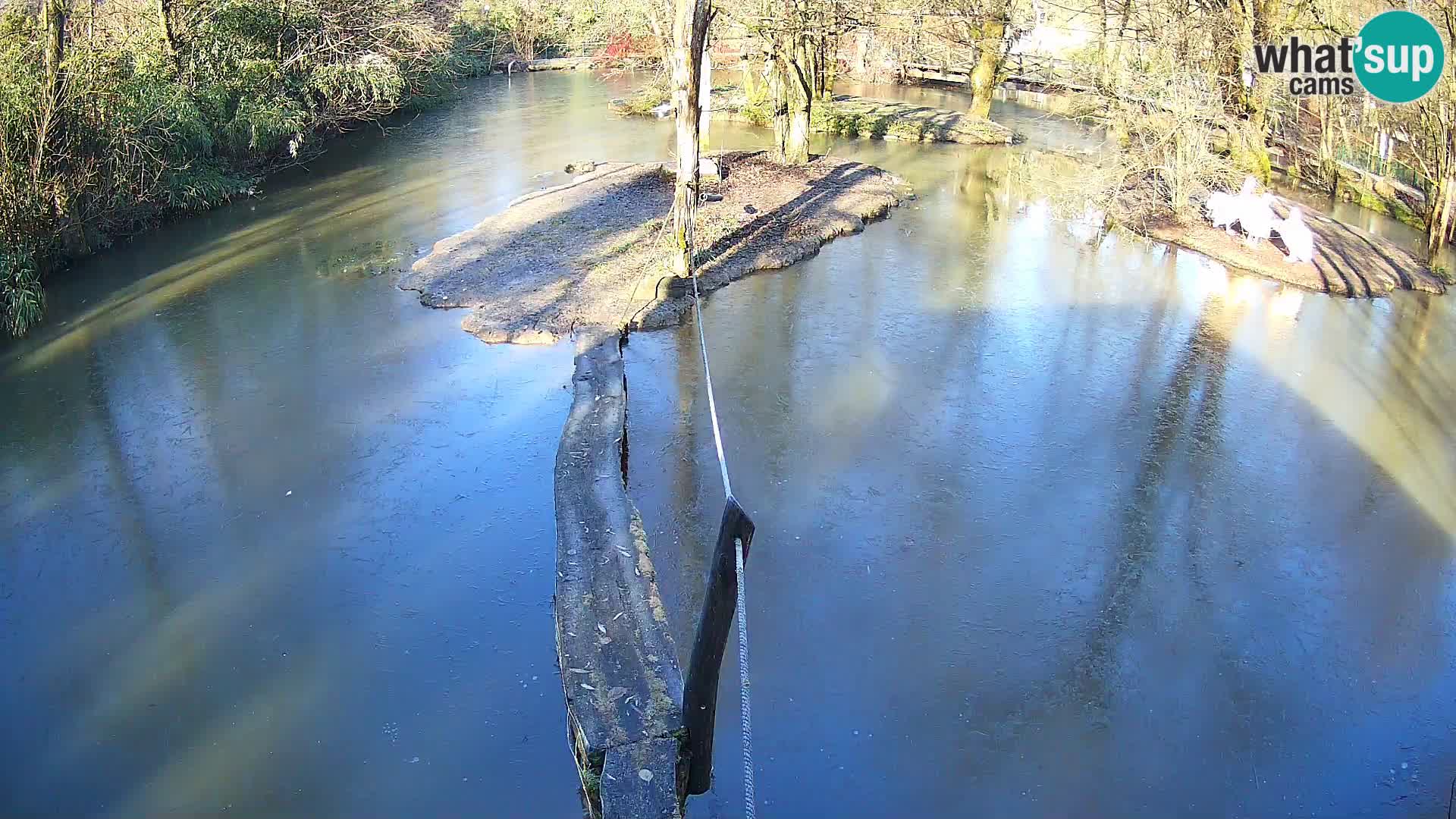 Navadni vari v živo – Ljubljana živalski vrt