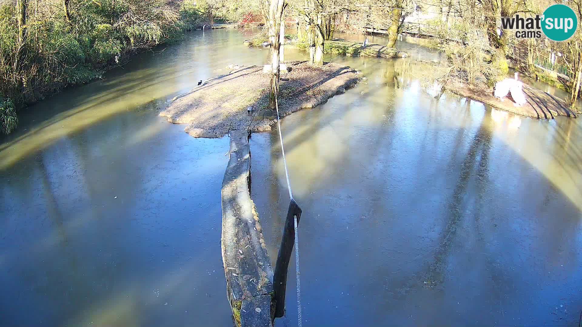 Schwarzweiße Vari Zoo Ljubljana webcam