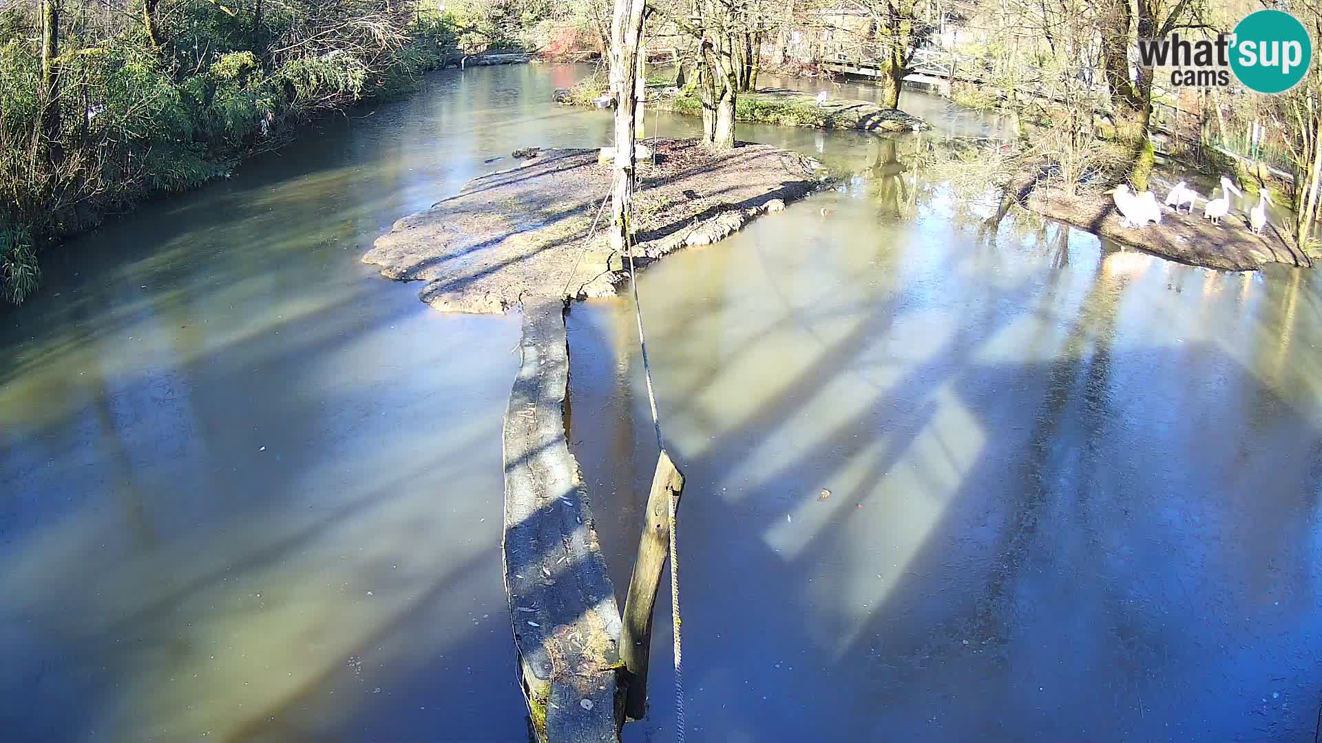 Vari bianconero Zoo Ljubljana webcam