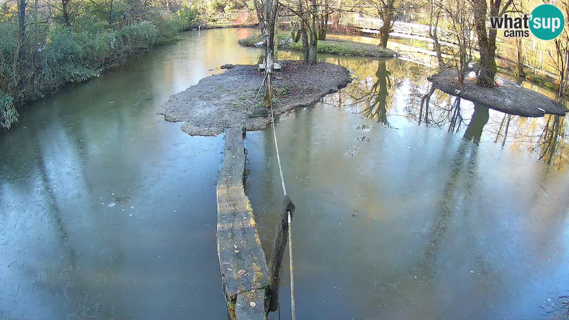 Navadni vari v živo – Ljubljana živalski vrt