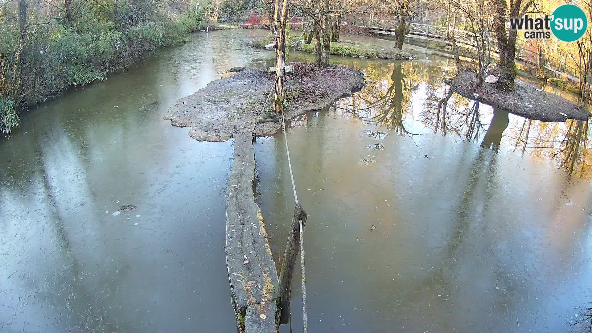 Vari noir et blanc – Ljubljana ZOO  livecam