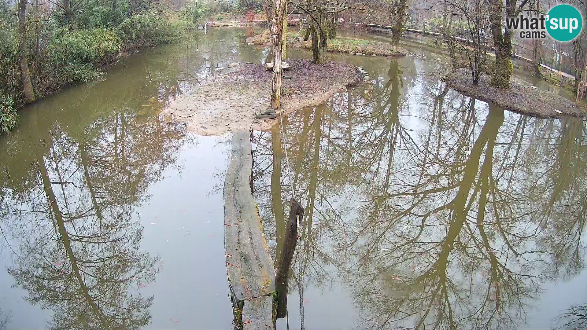 Vari bianconero Zoo Ljubljana webcam