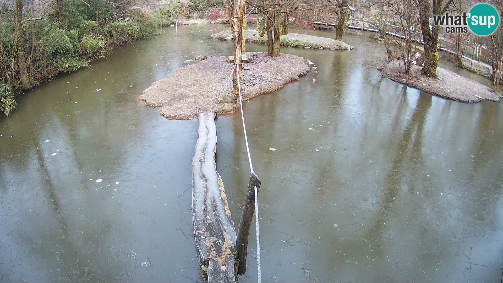 Schwarzweiße Vari Zoo Ljubljana webcam