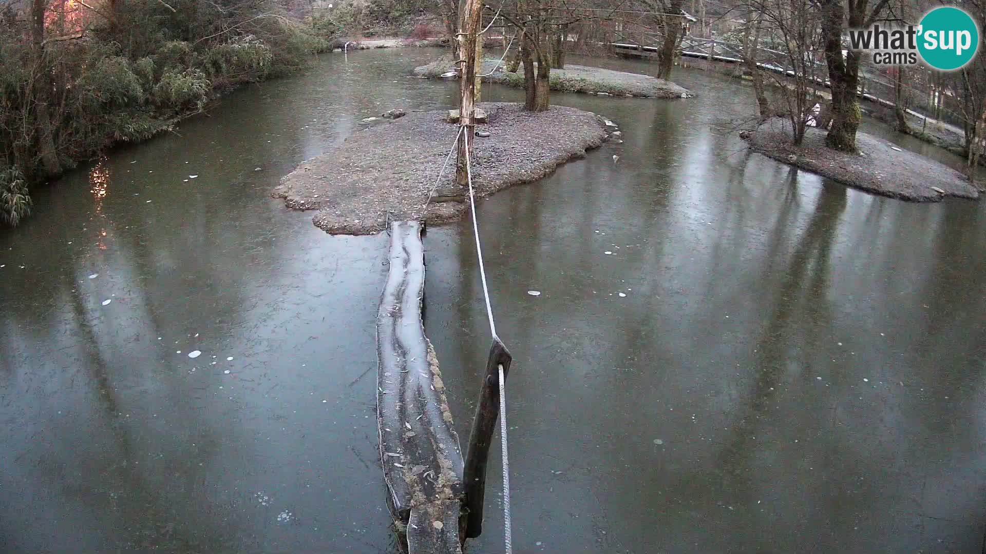 Schwarzweiße Vari Zoo Ljubljana webcam