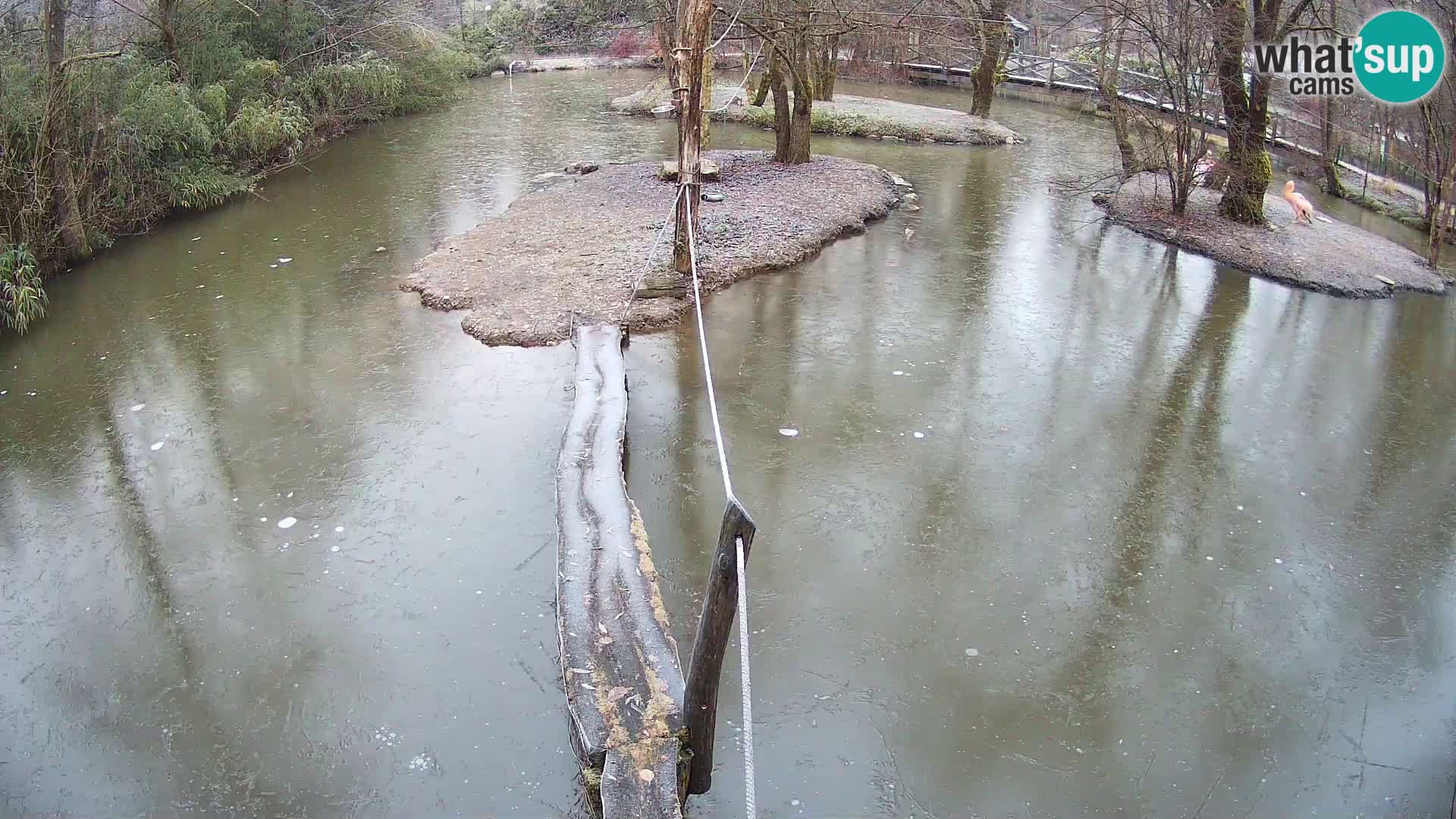 Navadni vari v živo – Ljubljana živalski vrt