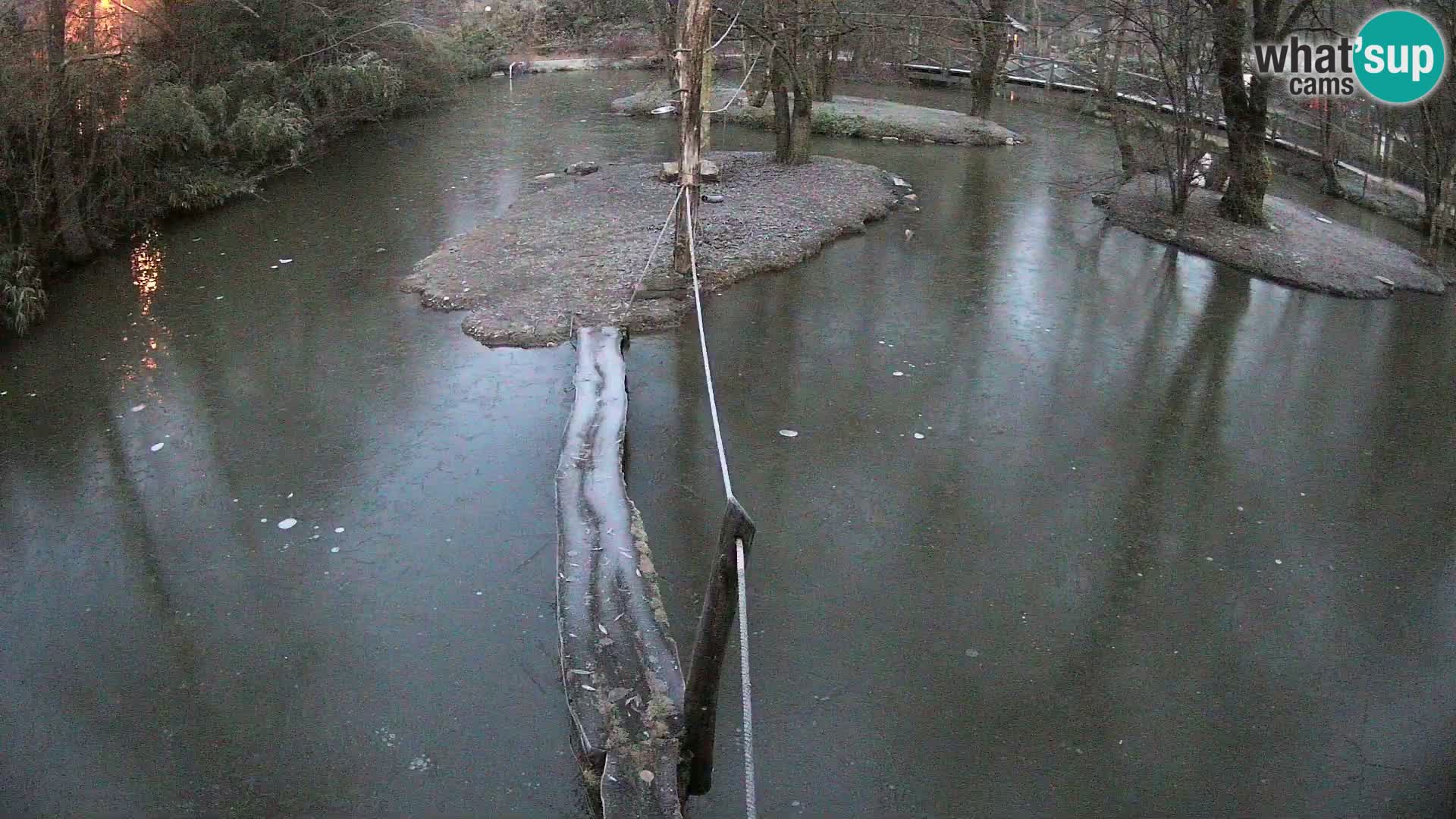 Navadni vari u živo – Ljubljana zoo