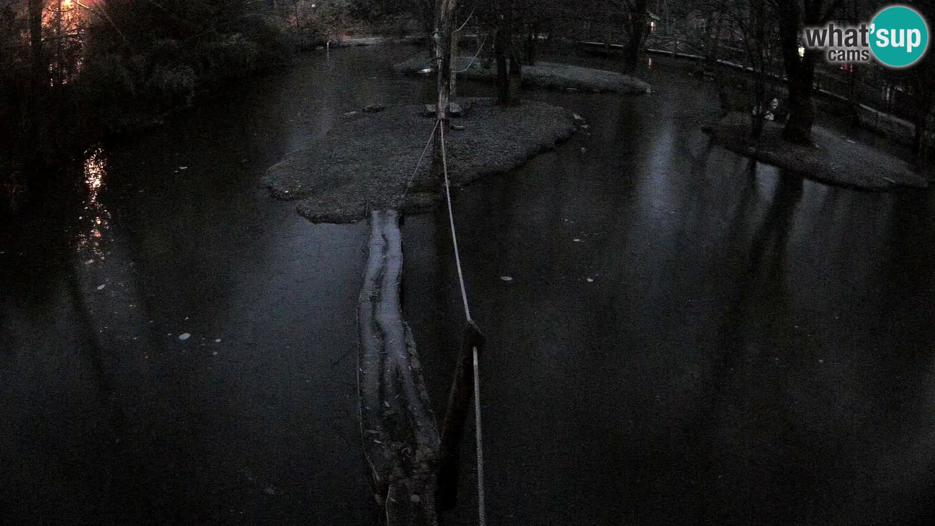 Vari noir et blanc – Ljubljana ZOO  livecam