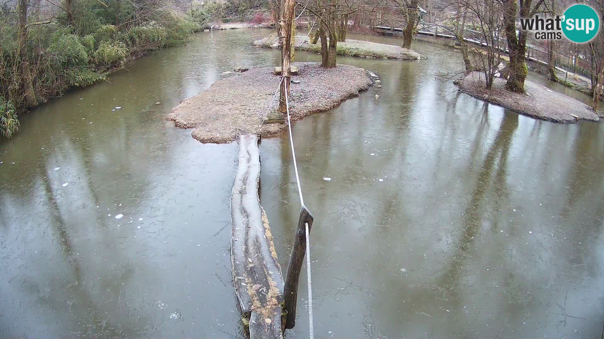 Vari bianconero Zoo Ljubljana webcam