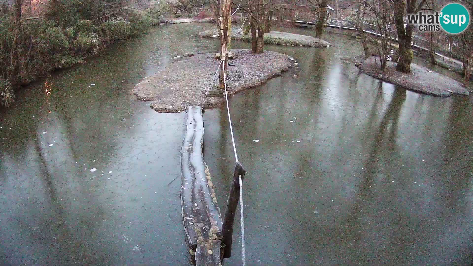 Schwarzweiße Vari Zoo Ljubljana webcam