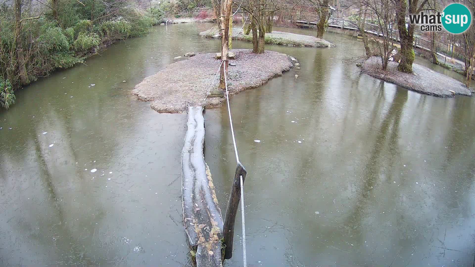 Schwarzweiße Vari Zoo Ljubljana webcam