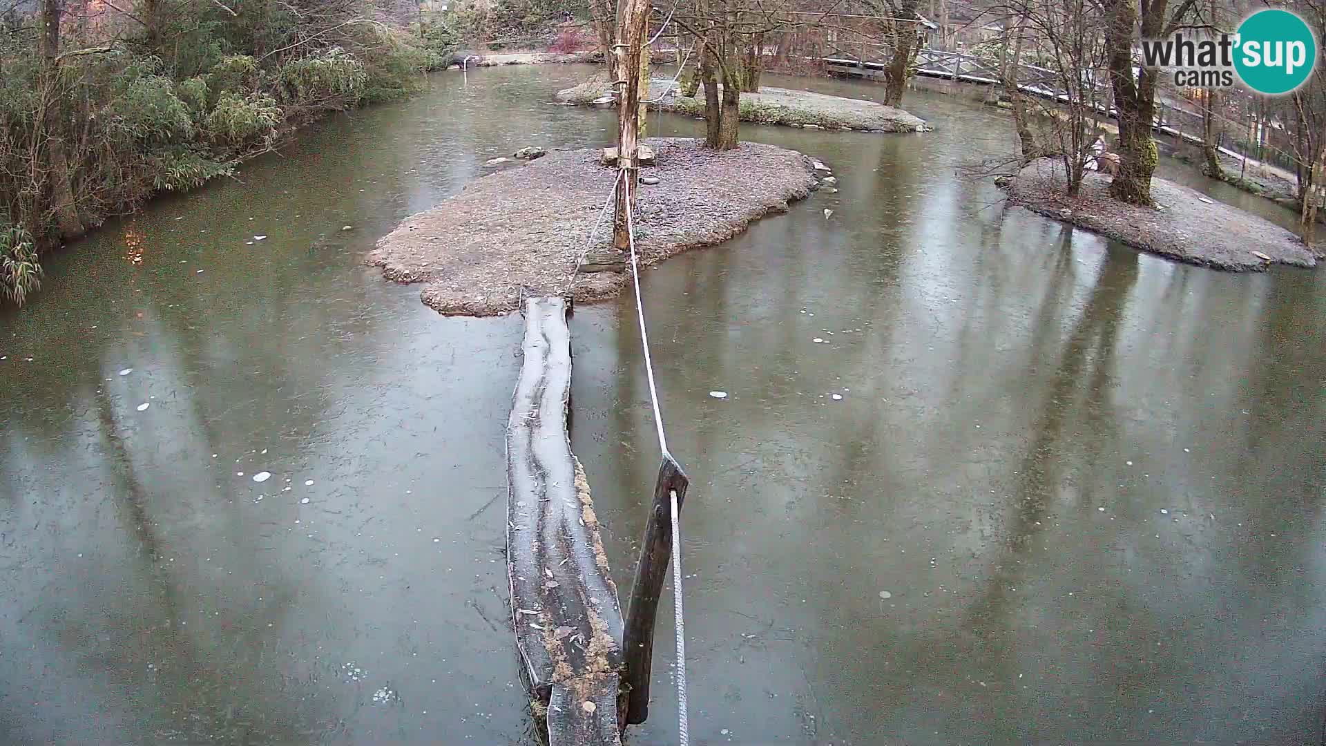 Schwarzweiße Vari Zoo Ljubljana webcam