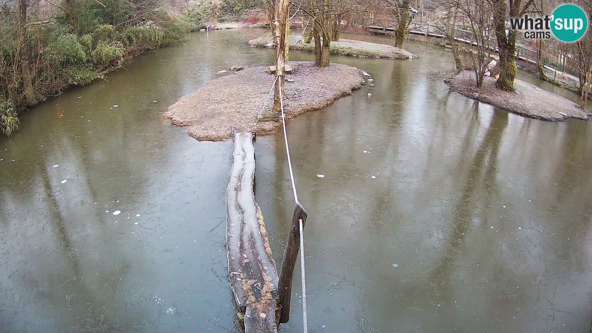 Schwarzweiße Vari Zoo Ljubljana webcam