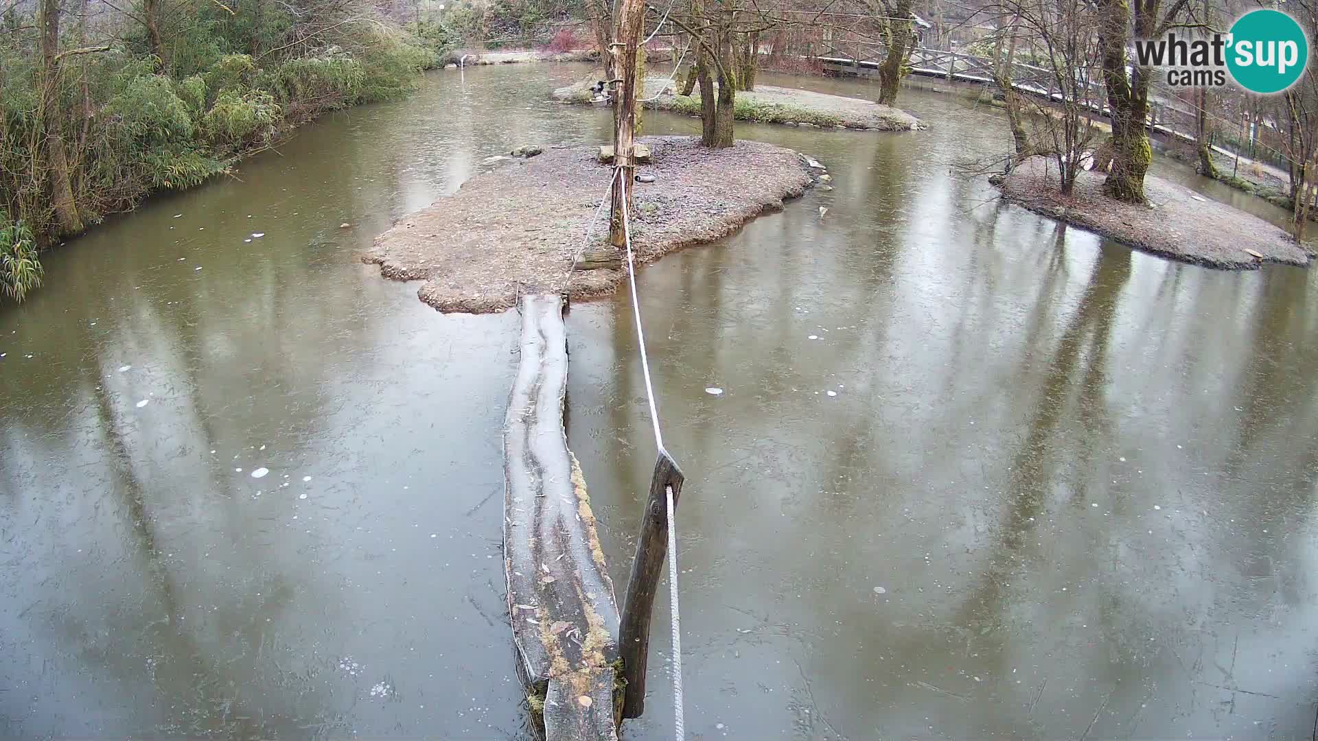 Lémur rufo blanco y negro – Ljubljana Zoo en vivo