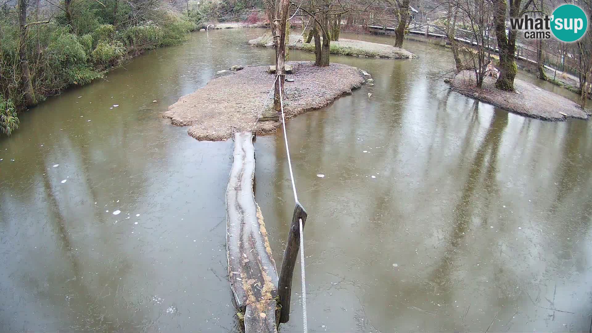 Vari noir et blanc – Ljubljana ZOO  livecam