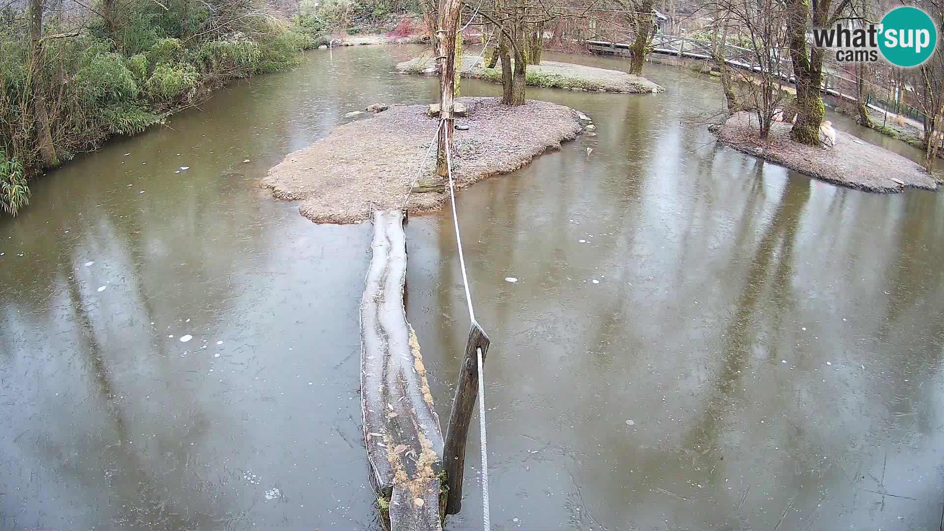 Lémur rufo blanco y negro – Ljubljana Zoo en vivo