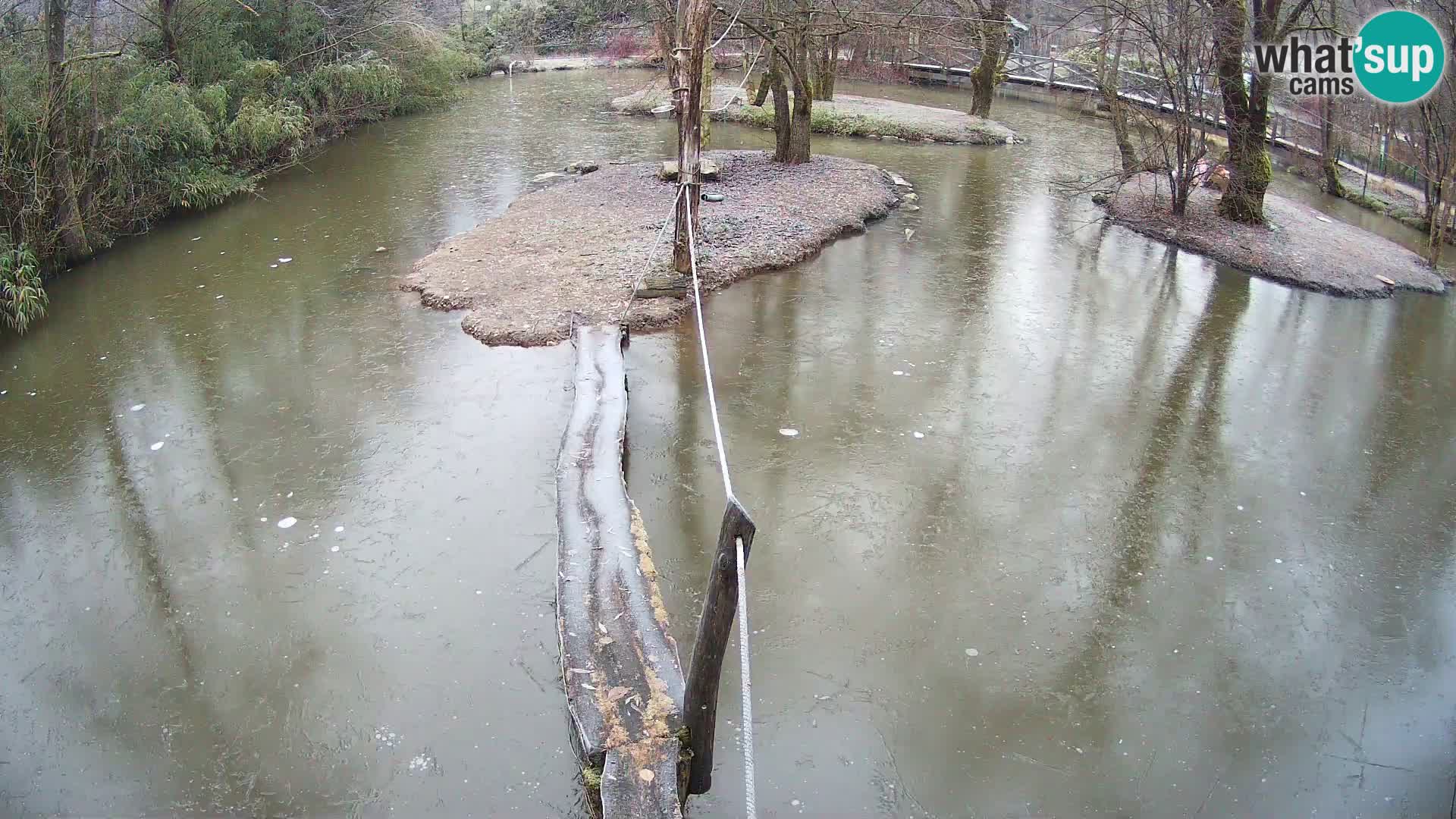 Schwarzweiße Vari Zoo Ljubljana webcam