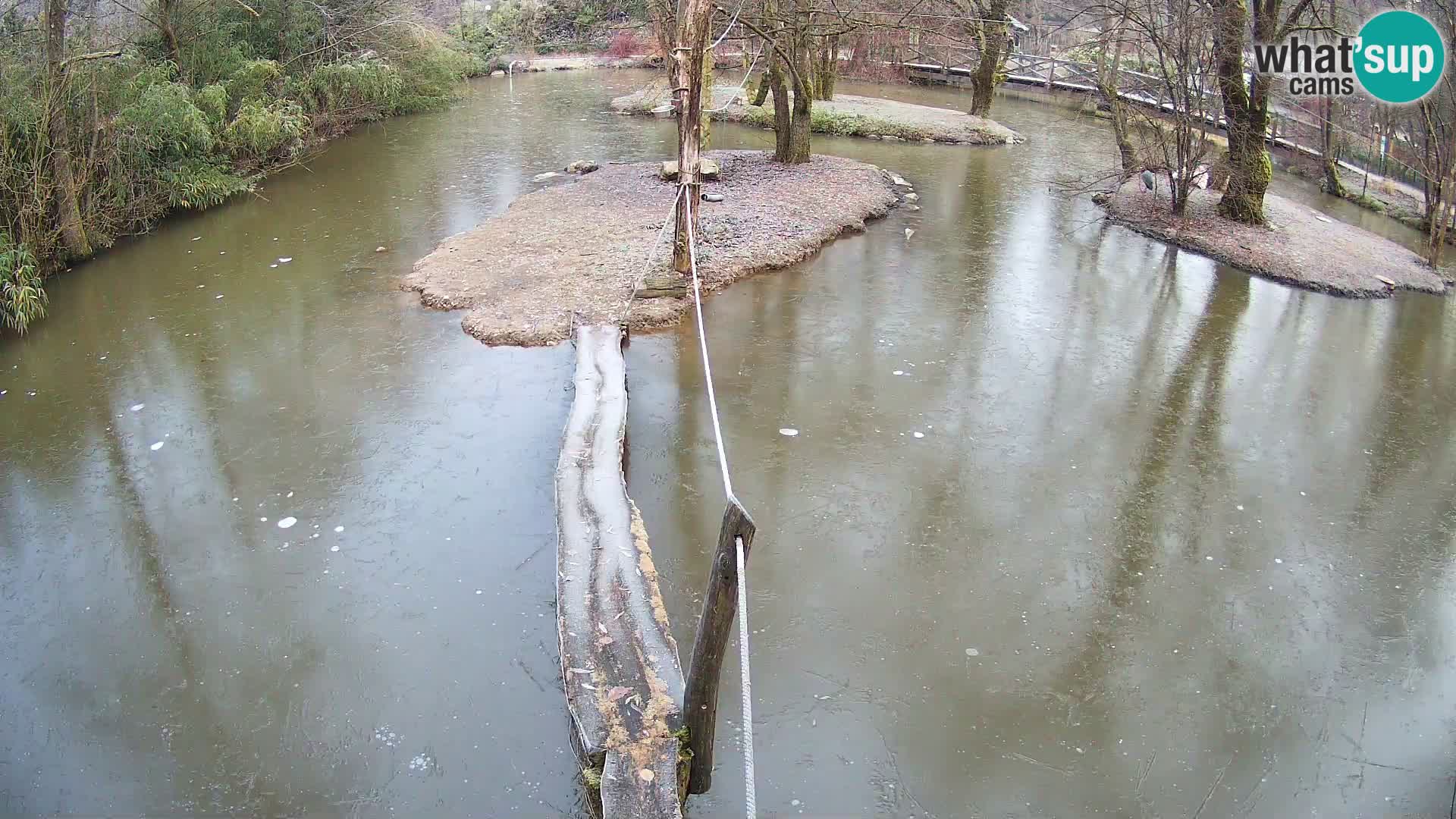 Navadni vari u živo – Ljubljana zoo