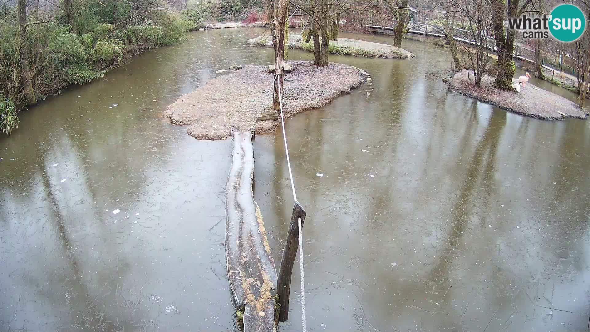 Vari noir et blanc – Ljubljana ZOO  livecam