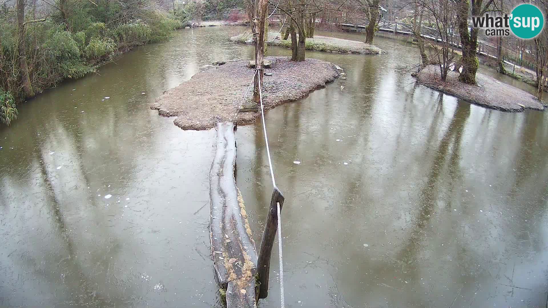 Vari noir et blanc – Ljubljana ZOO  livecam