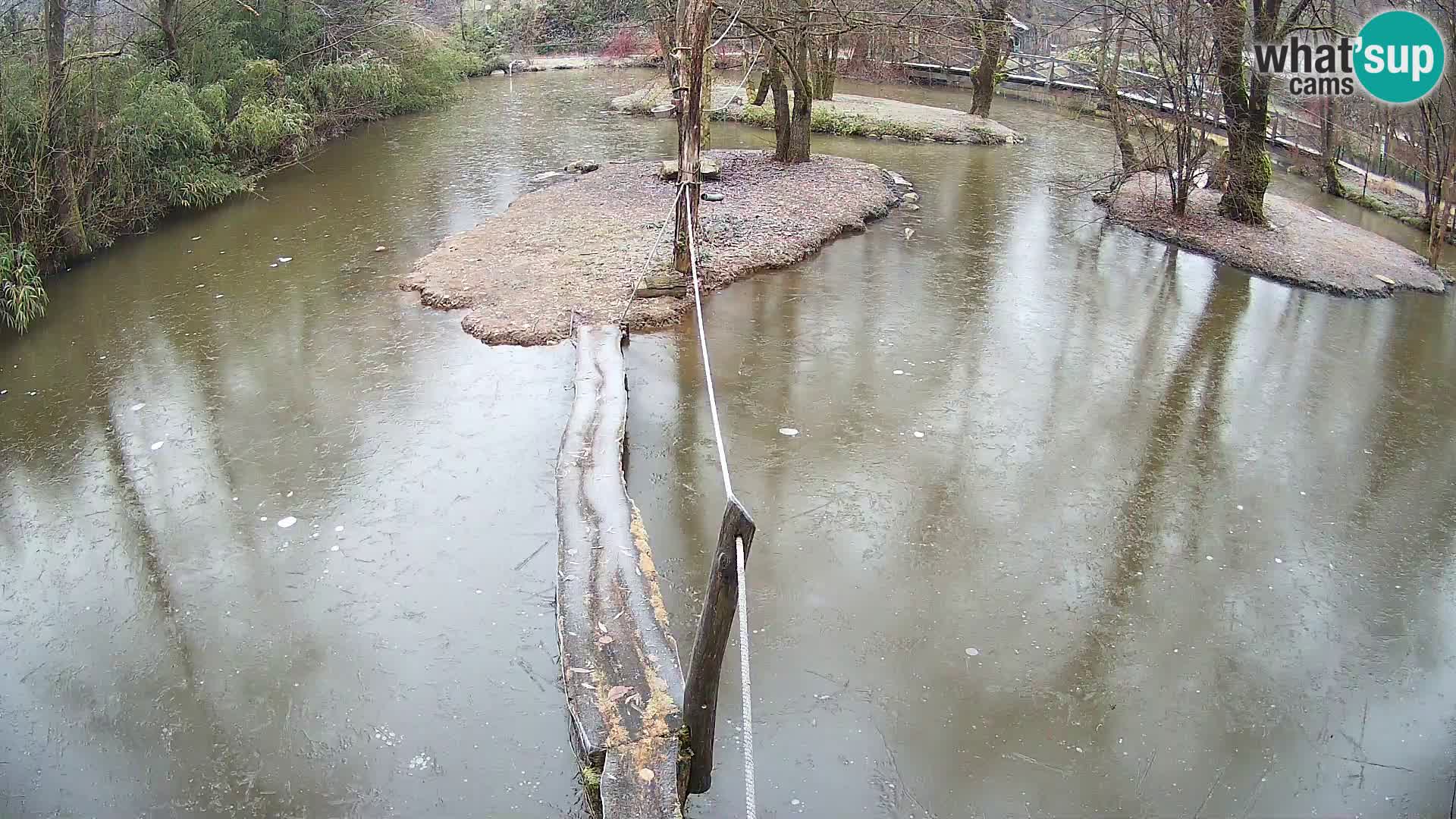 Navadni vari v živo – Ljubljana živalski vrt