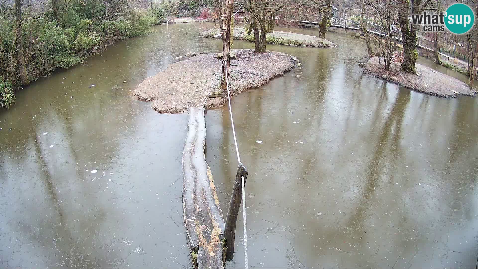 Schwarzweiße Vari Zoo Ljubljana webcam