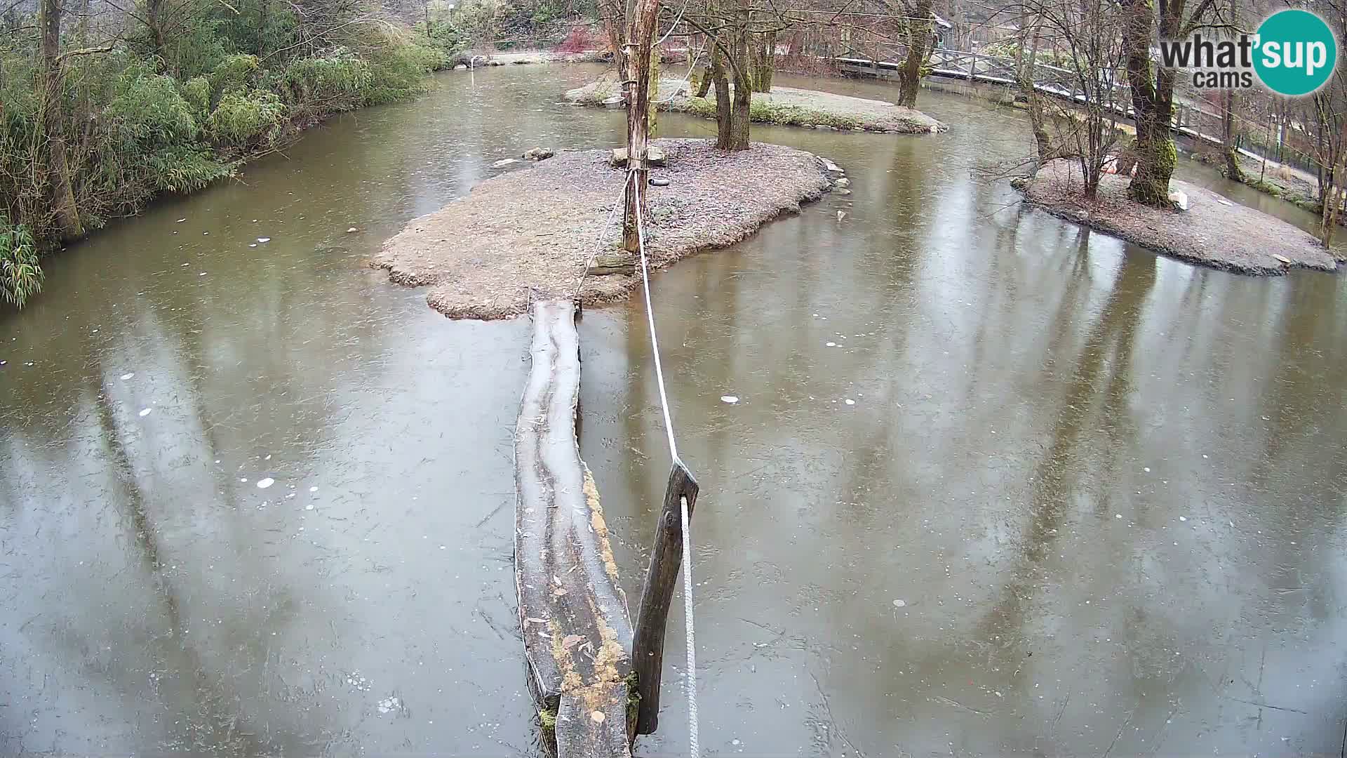 Schwarzweiße Vari Zoo Ljubljana webcam