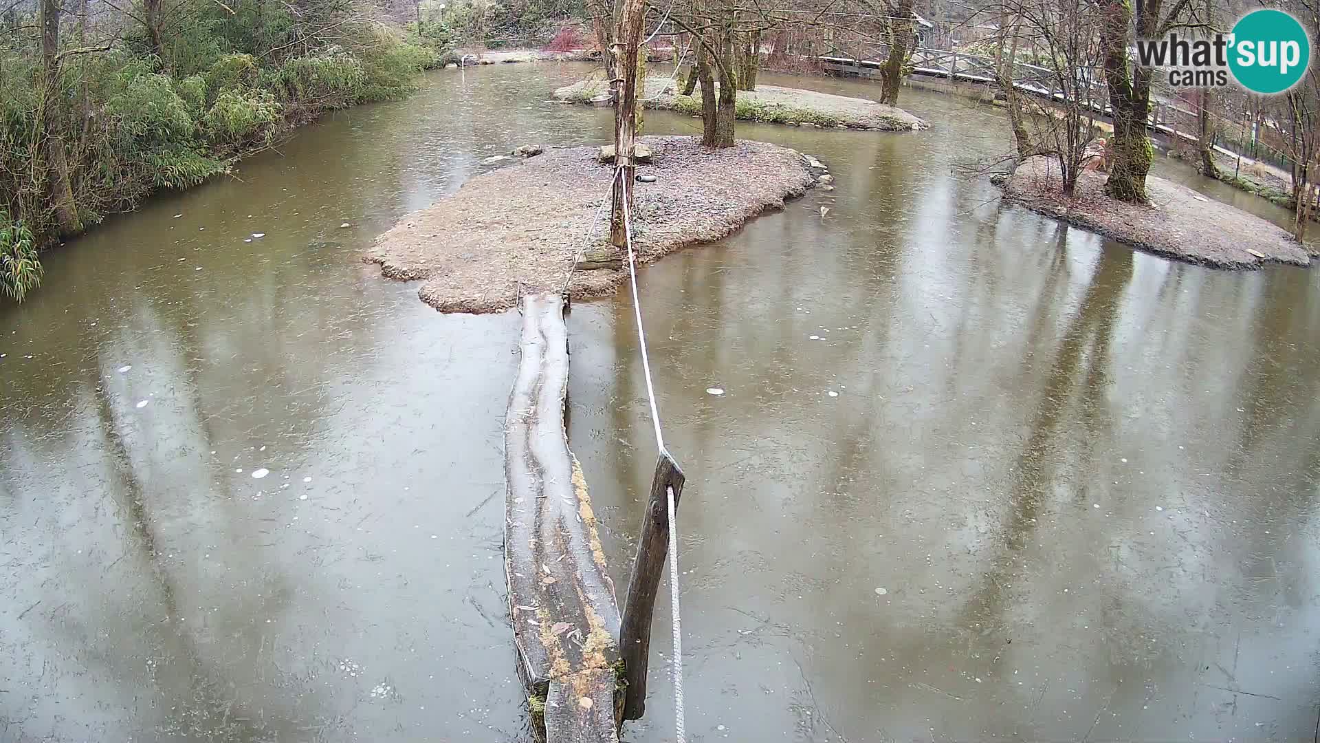 Navadni vari u živo – Ljubljana zoo