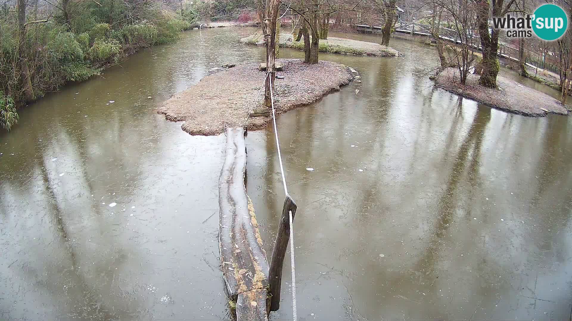 Schwarzweiße Vari Zoo Ljubljana webcam