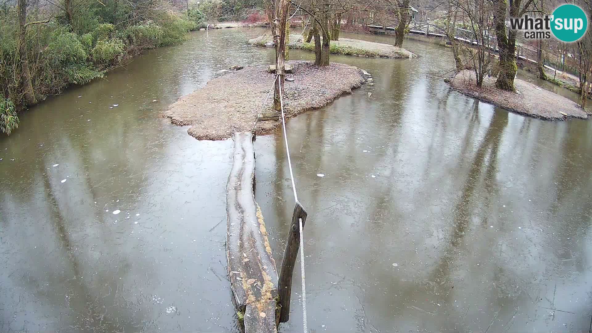 Schwarzweiße Vari Zoo Ljubljana webcam