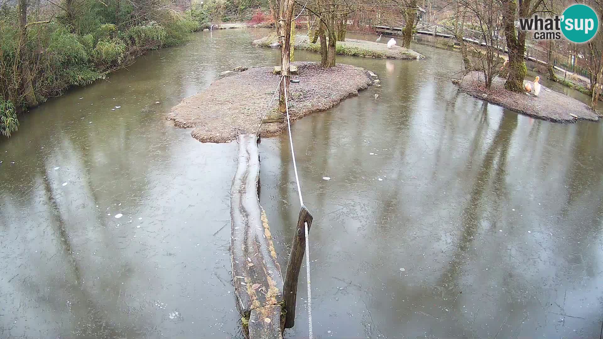 Schwarzweiße Vari Zoo Ljubljana webcam