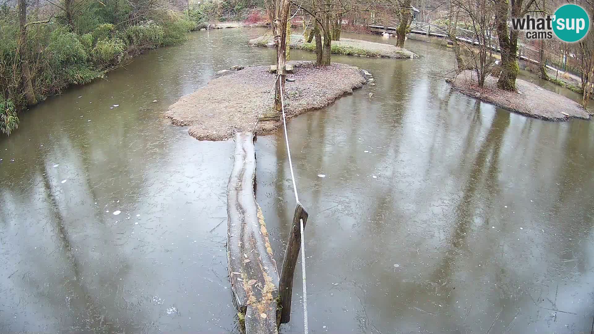 Schwarzweiße Vari Zoo Ljubljana webcam