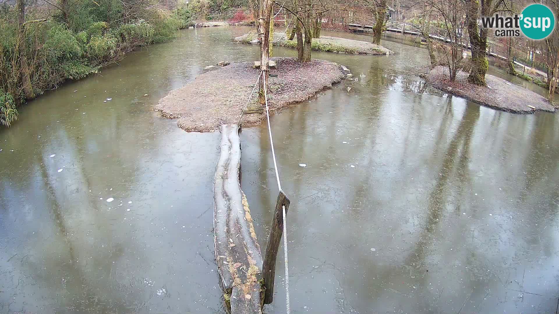 Schwarzweiße Vari Zoo Ljubljana webcam