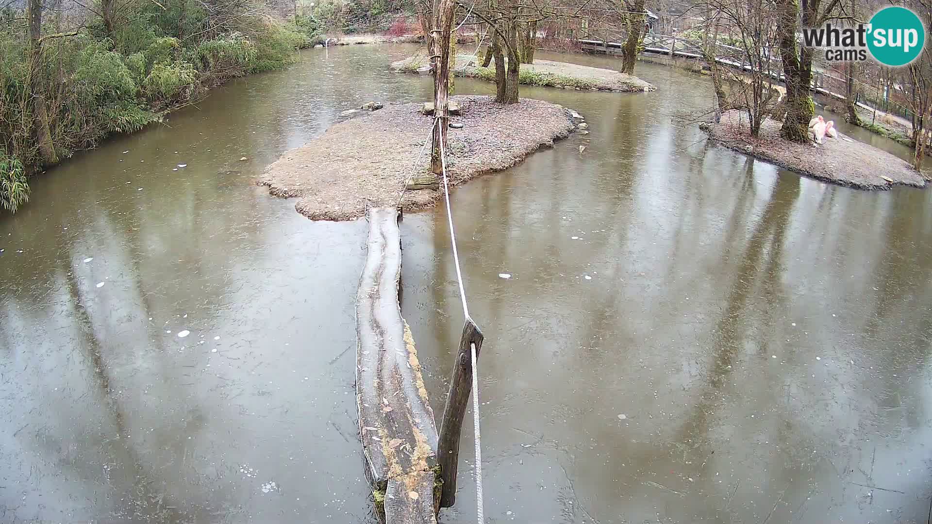 Schwarzweiße Vari Zoo Ljubljana webcam