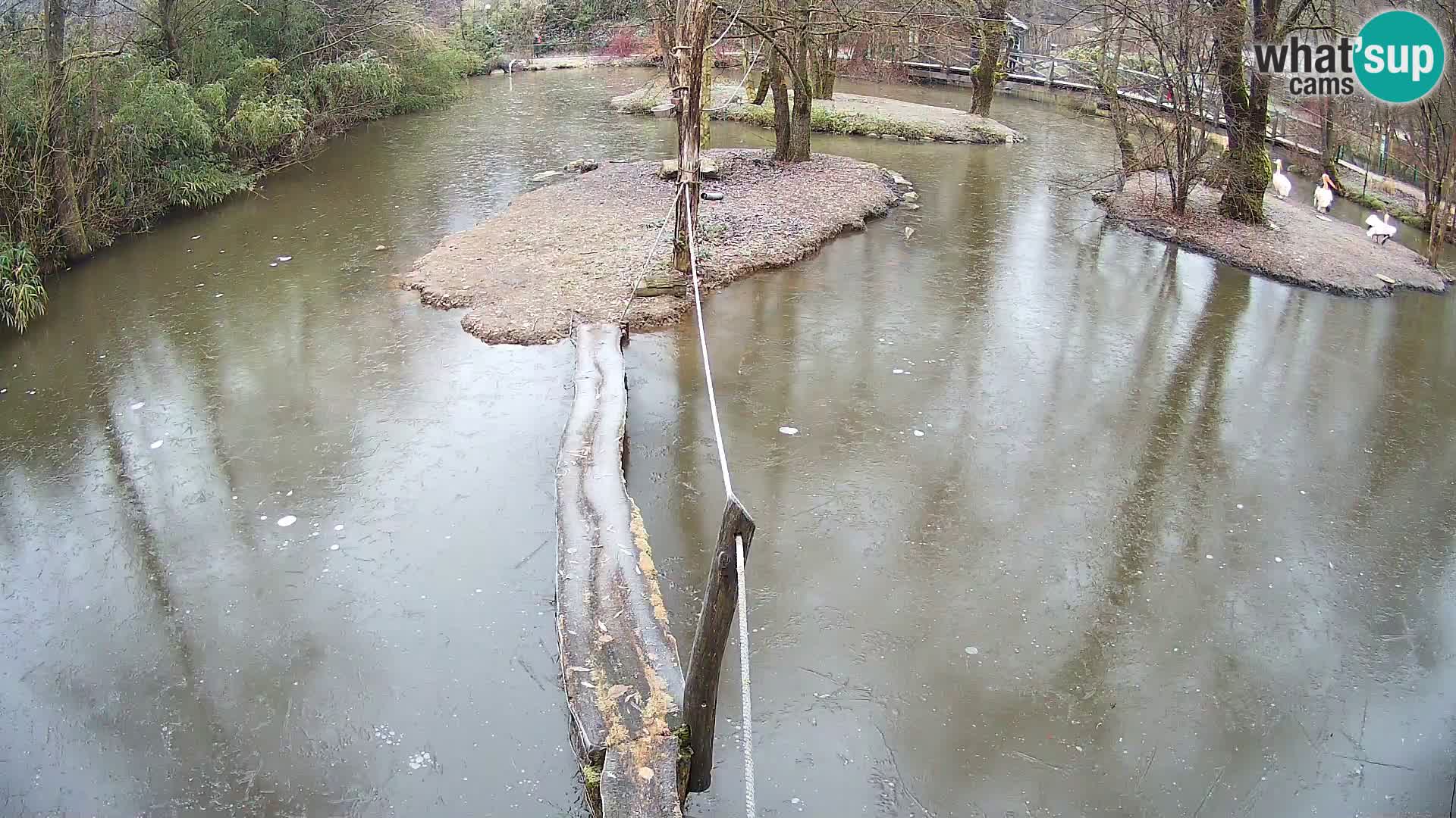 Vari noir et blanc – Ljubljana ZOO  livecam