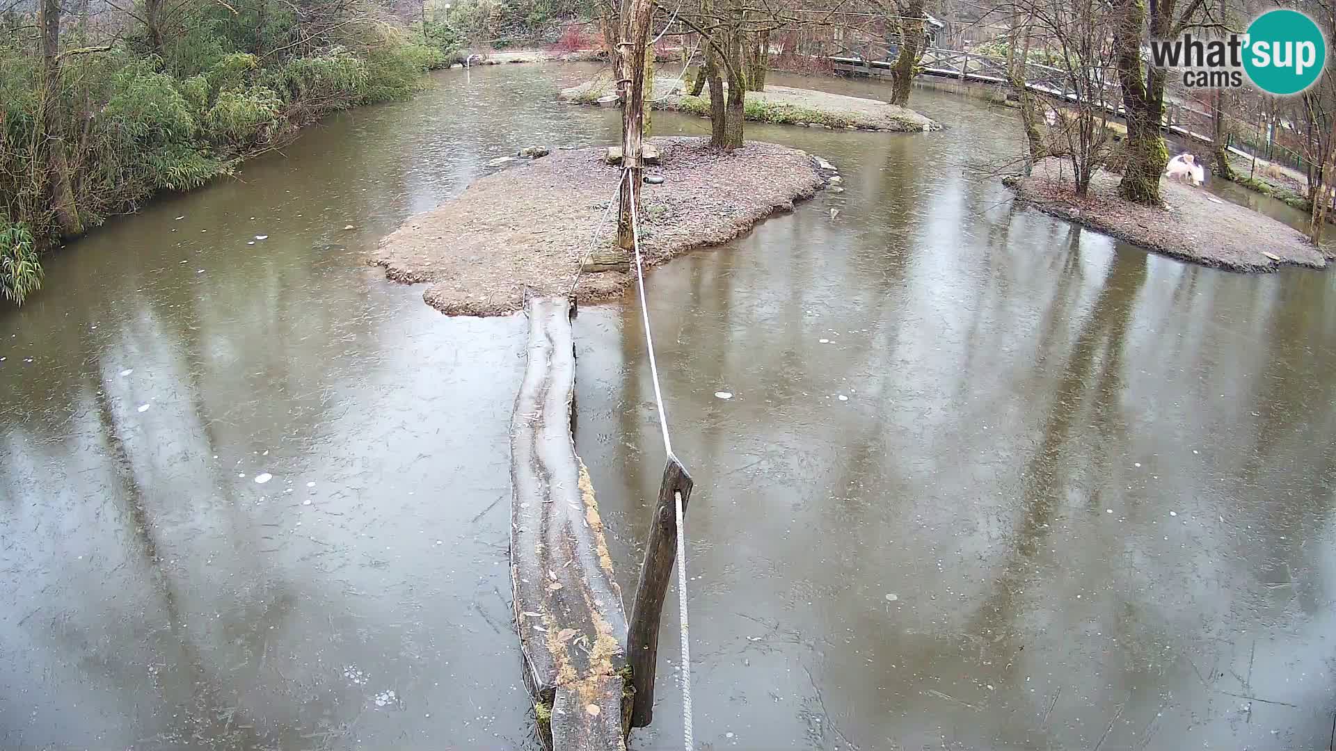 Schwarzweiße Vari Zoo Ljubljana webcam