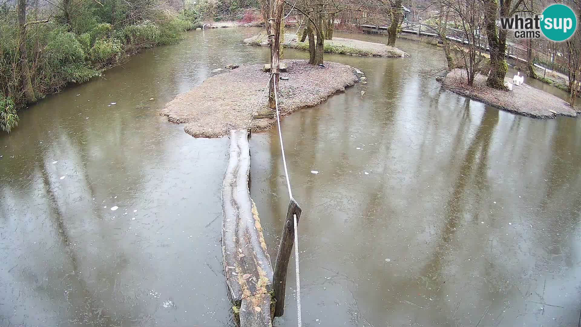 Vari bianconero Zoo Ljubljana webcam