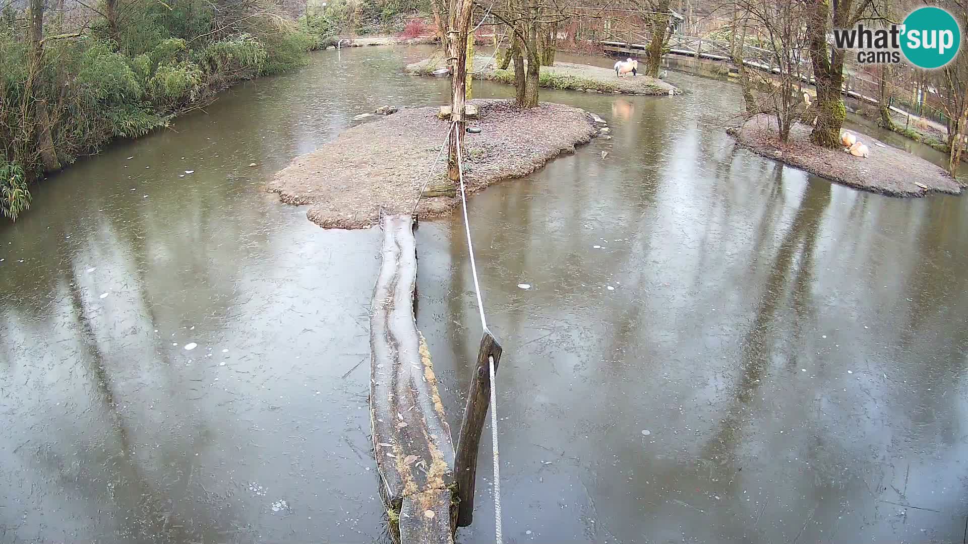 Navadni vari v živo – Ljubljana živalski vrt