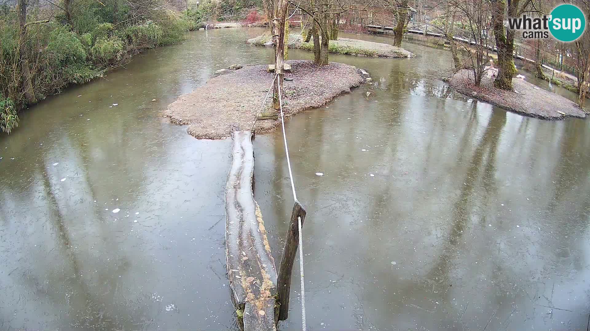 Vari bianconero Zoo Ljubljana webcam