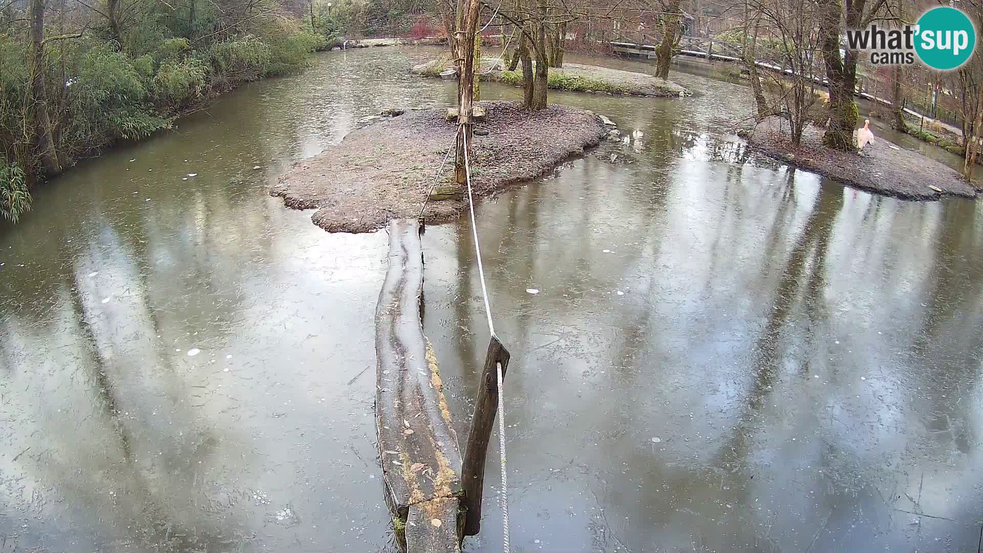 Schwarzweiße Vari Zoo Ljubljana webcam