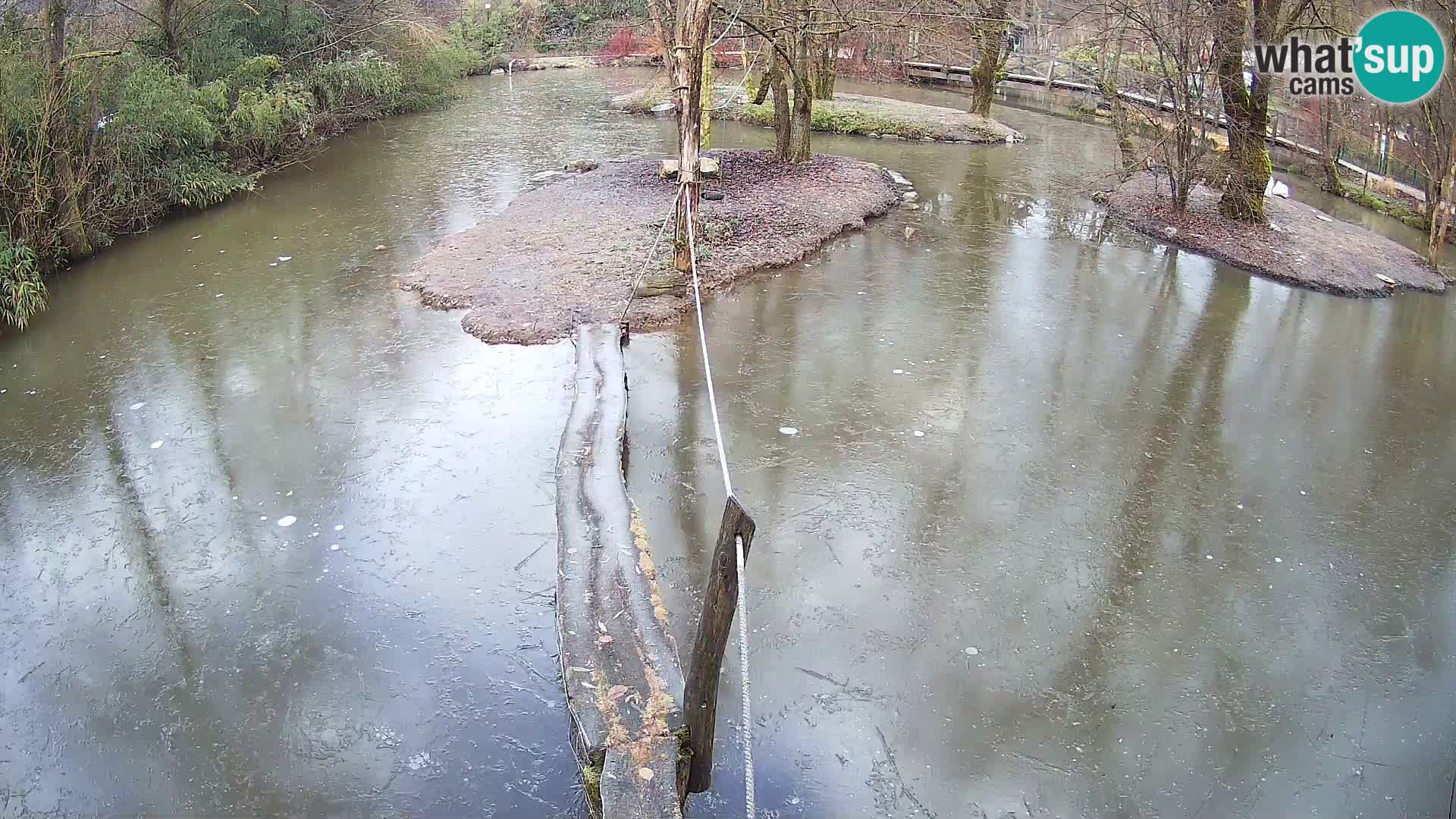 Vari bianconero Zoo Ljubljana webcam